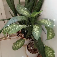 گل‌های شاداب و زیبا