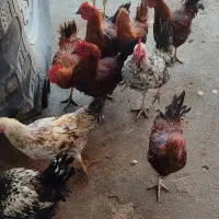 خروس|حیوانات مزرعه|کوزران, |دیوار