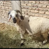 بره نر ،قوچ چینی،نر بز اصل|حیوانات مزرعه|رفسنجان, |دیوار
