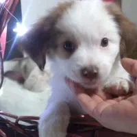 5 عدد توله اشپیتز 3 ماهه