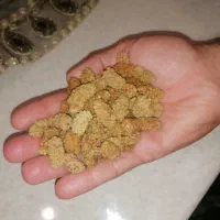 توت خشک اعلا درجه یک