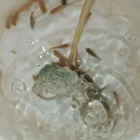 ماهی آکواریوم|ماهی|تربتحیدریه, میدان مرکزی|دیوار