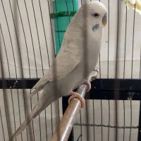 مرغ عشق انگلیسی معاوضه با قناری|پرنده|تهران, سهروردی|دیوار