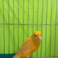 قناری نر پرتقالی قرص (اسلامشهر) سهره