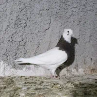 طوقی|پرنده|یاسوج, |دیوار