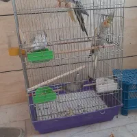 عروس هلندی