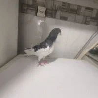 جوجه چپ کوهی