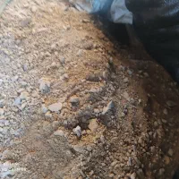 یه جفت خرگوش خوشگل|موش و خرگوش|اردبیل, |دیوار