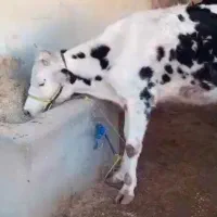 گاو گوساله سمیتال