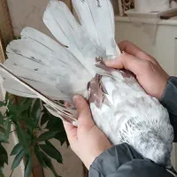 کبوتر پرشی|حیوانات|پردیس, فاز ۱|دیوار