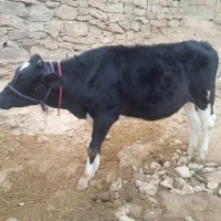 گوساله|حیوانات مزرعه|ایذه, |دیوار