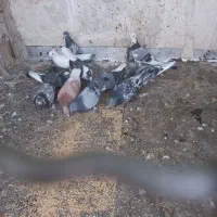کفتر|پرنده|بهارستان, |دیوار
