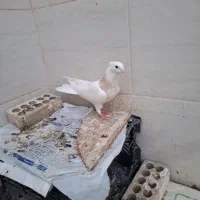 طوقی|پرنده|خرمشهر, |دیوار