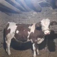 گوساله نرو ماده