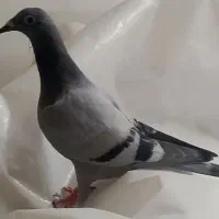 تابلو عکس فروشی