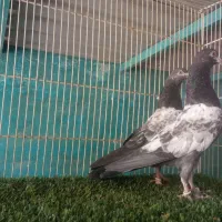 پاکستانی عالی و درجه یک