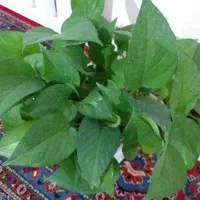 گل پتوس|گل و گیاه طبیعی|پرند, فاز ۲|دیوار