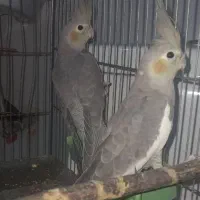 عروس هلندی
