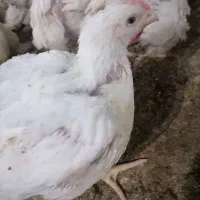 کارگر مرغداری پرورش پولت