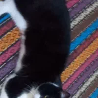 گربه ،گمشده در شهرک نساجی قائمشهر|گربه|قائم‌شهر, |دیوار