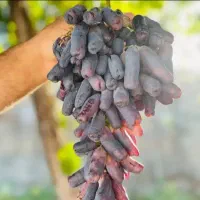 فروش انواع نهالهای لیبل دار در نهالستان غرب|خدمات باغبانی و درختکاری|آمل, |دیوار