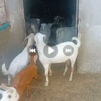 سلام تعدادی بزغاله نر نژاد امریکایی و دورگ بافق