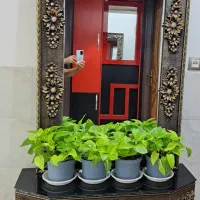 اینه وکنسول