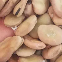 باقلادرشتوبذری کیلویی ۱۵۰