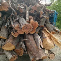 انواع درخت خریدارم