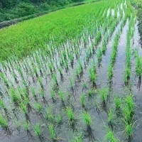 ۳۰۰۰متر زمین کشاورزی فروشی|فروش دفتر صنعتی، کشاورزی، تجاری|لیسار, |دیوار