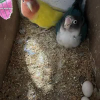 پرنده|پرنده|خواف, |دیوار