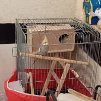 عروس هلندی نر و ماده جفت|پرنده|نسیمشهر, |دیوار