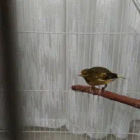 قناری نر|پرنده|تهران, یافت آباد جنوبی|دیوار