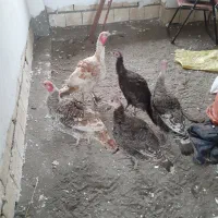 بوقلمون فروشی