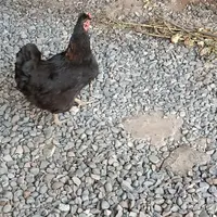 مرغ کاکلی محلی وبالغ