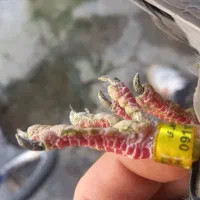 کبوتر دورگ دستگیر شده