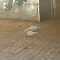 کبوتر فروشی .
