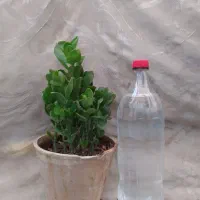 گل طبیعی|گل و گیاه طبیعی|مشهد, پنجتن|دیوار