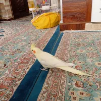 فروش  عروس هلندی