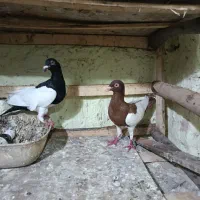 یه جفت کبوتر یهودی