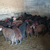 بره های درجه یک نر ماده