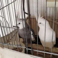 عروس هلندی آلبینو قناری