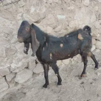 نربزیادبر. بز|حیوانات مزرعه|جهرم, |دیوار