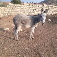 فروش ماده الاغ|حیوانات مزرعه|کوهدشت, |دیوار