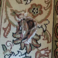 گلیم فرش شش متری|گلیم، جاجیم، گبه|هشتگرد, فاز ۲ مهستان|دیوار