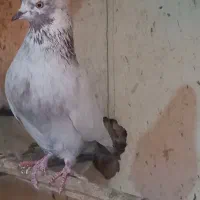 کبوتر|پرنده|تهران, خانی آباد نو جنوبی|دیوار