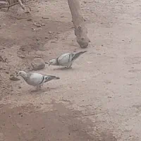 یک جفت کبوترمسافتی|پرنده|مینودشت, |دیوار