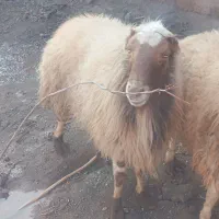 قوچ|حیوانات مزرعه|سبزوار, مدرس|دیوار