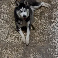 سگ هاسکی|سگ|آزادشهر, |دیوار