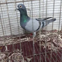 کبوتر المانی